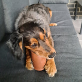 Coffee Cup-Dog Toy-Rover Pet Products